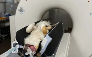 POMOC PRO FOXÍČKA - ZDRAVÝ DECH A PROTÉZA