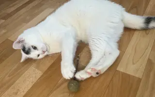 Pomozte Rufíkovi porazit FIP