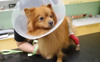 Pomozme Rikymu znovu běhat