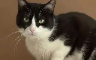 Pomoc s úhradou veterinárních nákladů 🙏