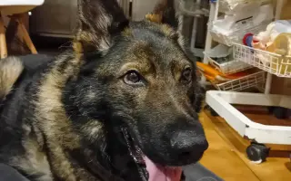 Léčba, která nekončí - Fůrie