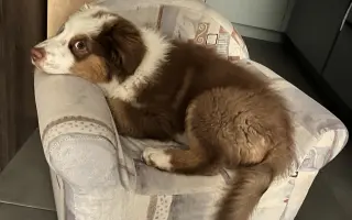 Pomozte našemu Thorinovi dostat šanci na život bez bolesti