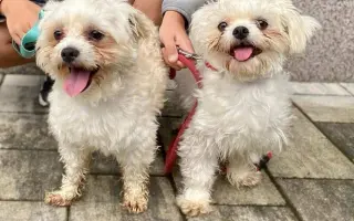 🩺 Operace pro Roxinku – šance na život bez bolesti