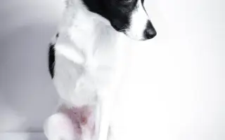 Pomáháme opuštěným a týraným psům najít cestu domů 🩷