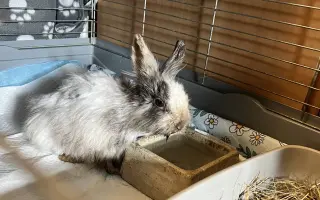 Z ulice do bezpečí: pomozte králíčkovi Beky