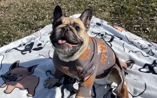 Podpořme Bubbu, statečnou buldočici na vozíčku