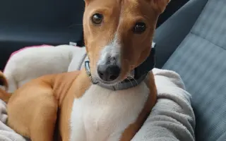 Billinka znovu bojuje o život – pomozte jí ho vyhrát