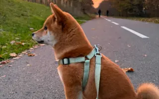 Pomozte Oryuovi od bolestí operací