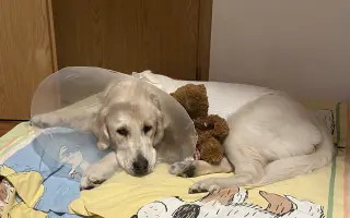 Pomozte nám zachránit Bezinku Pomozte nám zachránit Bezinku