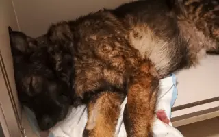 Léčba, která nekončí - Fůrie