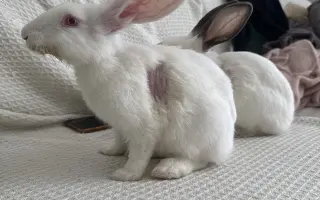 Minora a Destiny už jednou dostaly šanci na život. Teď o něj bojují podruhé.