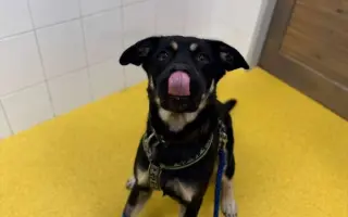 Pomozte nám ulevit Persimu od bolesti