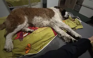 Pomozte mi prosím zachránit mého tříletého Bernardýna ALVARA