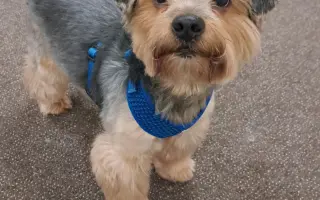 Naděje pro našeho Samíka 🐶