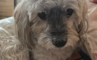 Pomoc nejlepšímu parťákovi Charliemu v boji s nemocí