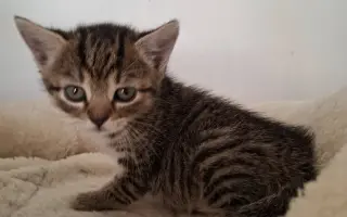 Pomoc pro nová koťata a kočičky - Kočky u Katky