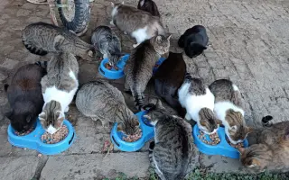 Plná miska = šance přežít