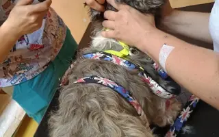 Badyho v dočasné péči čeká operace: Pomozme mu ji zvládnout 🐕