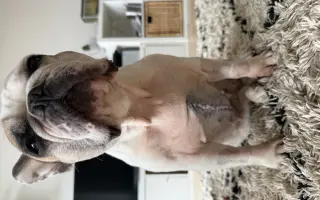 Operace pro buldočku Betty, která jí může zachránit život