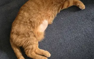 Pomozte kocourkovi Matýskovi v boji s FIP