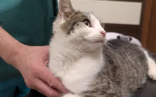 Rio to nevzdal: Pomozme mu zpátky na nohy!