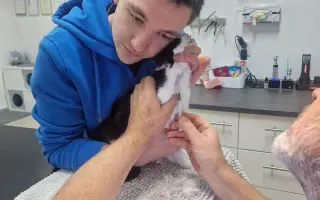 Pomoc pro kočičku Mínu - operace zubů