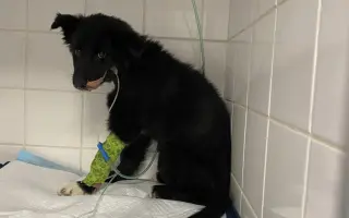 Pomoc pro malinkou Meggie