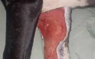 Pomozte našemu štěňátku Bleskovi přežít parvovirózu 🐾❤️