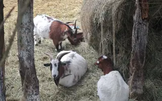 Sucho vypálilo pastviny. Zachráněná zvířata potřebují seno.