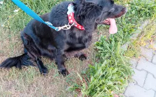 Pomohli jste Roxie znovu chodit