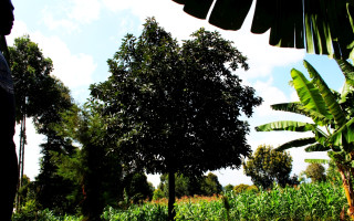 Stromky pro vesnici Bwayi v Keni