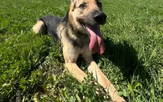 Veterinární diety pro pejsky v útulku