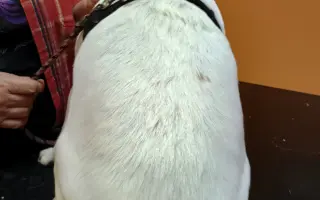 Operace a péče pro Cookie a Lilly