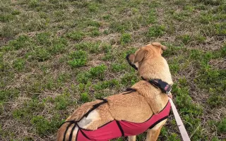 Darujte prosím Roxy život – šance na operaci a další roky plné radosti