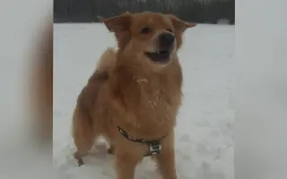 Pomoc pro našeho pejska Bobbyho, který bojuje s epilepsií