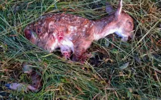 Záchrana zvířat na Mělnicku - Potřebujeme pořídit dron s termovizí