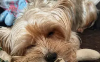 Druhá operace kolene pro Miu