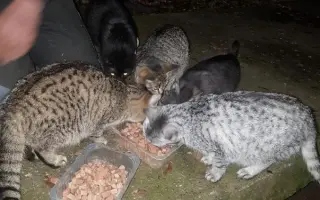 Pomůžete kočičkám bez domova?