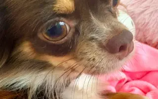 Pomozme Xyrušče znovu běhat 🐾♥️