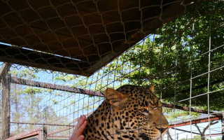 Záchrana gepardů před vyhynutím