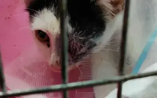 Nekonečný boj o záchranu zvířecích životů 😢