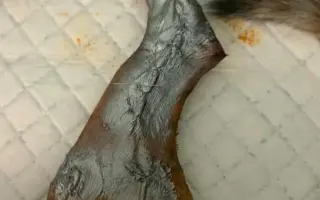 Proměňme společně kočičí svět v lepší místo 🐈