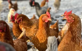 Bezpečný výběh pro slepičky, které dostaly druhou šanci