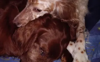 Pomoc pro Renny a její smečku: pohyb bez bolesti