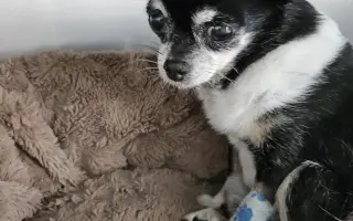 ROMINKA – malá čivavka s velkým srdcem ❤️❤️❤️