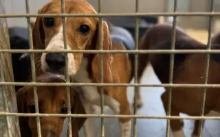 Pomozte bíglům z laboratoří začít žít