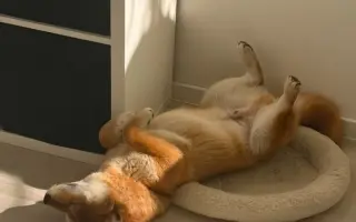 Pomozte Oryuovi od bolestí operací