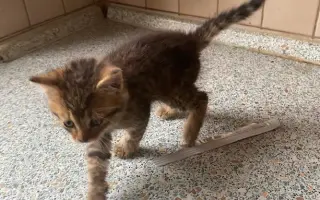 ZACHRAŇME KOŤÁTKA PŘED ZIMOU!