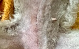 Operace pro Chanelku 💜