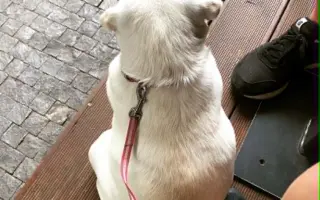 Pomozte Kyře k operaci nádoru